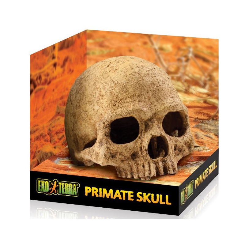 Exo terra human skull