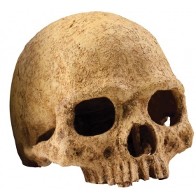 Exo terra human skull