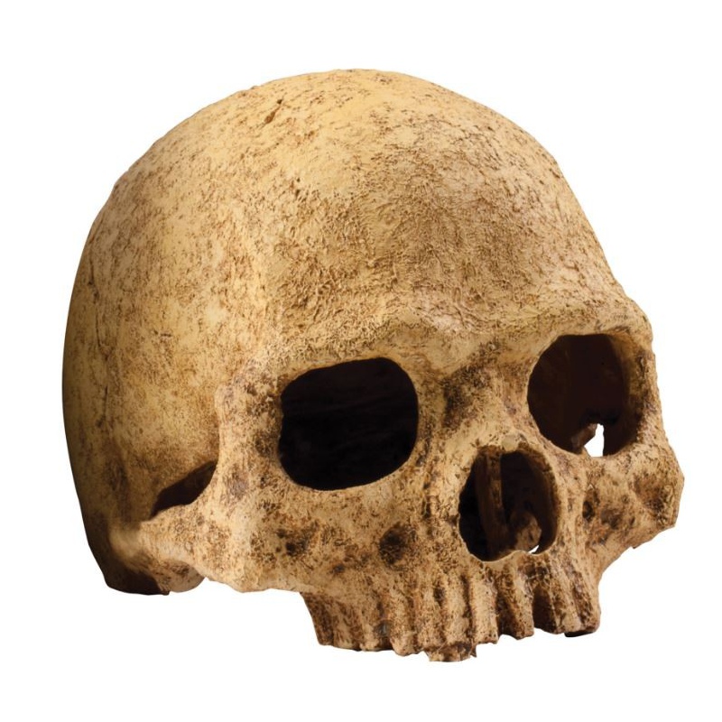 Exo terra human skull