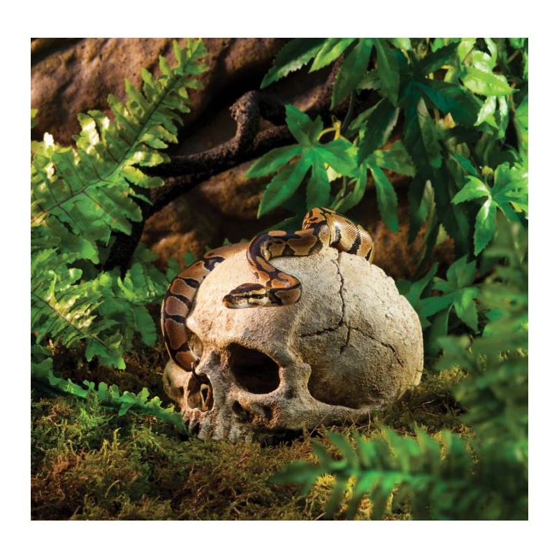 Exo terra human skull