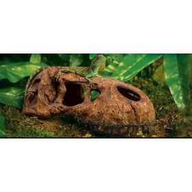 Exo Terra T-Rex skull (czaszka dinozaura)