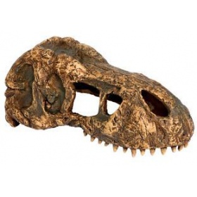 Exo Terra T-Rex skull (dinosaur skull)