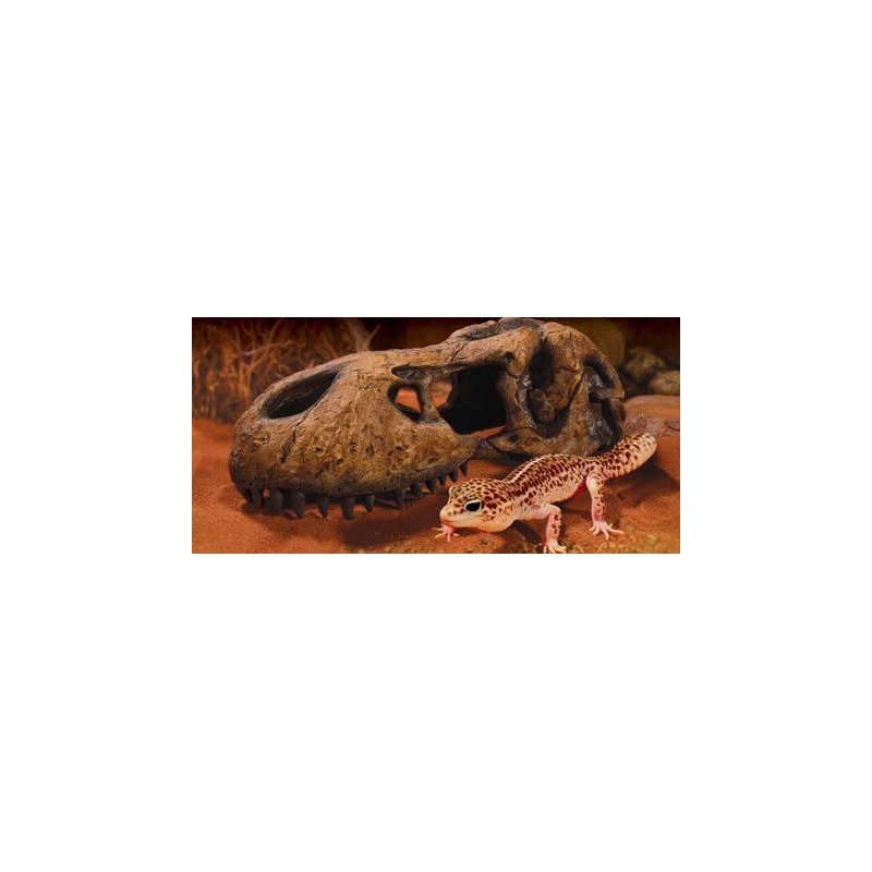 Exo Terra T-Rex skull (czaszka dinozaura)