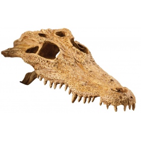 Exo Terra T-Rex skull (czaszka dinozaura)