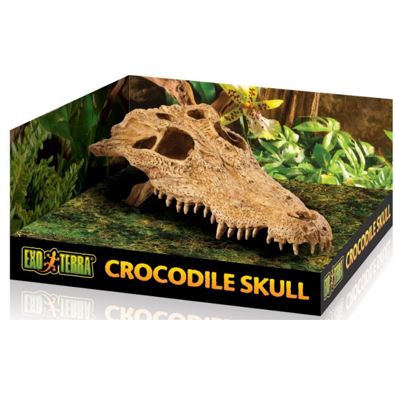 Exo Terra T-Rex skull (dinosaur skull)