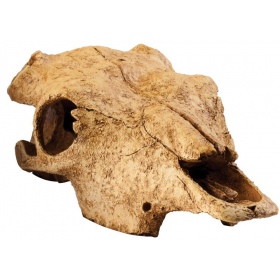 Exo Terra buffalo skull (czaszka bawoła)