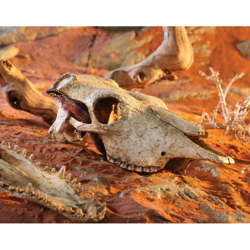 Exo Terra buffalo skull (czaszka bawoła)