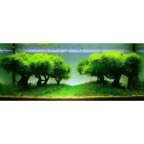 Seachem Cola Flourish - para aquariologia