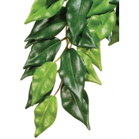 Planta colgante Ficus 45cm para terrarios