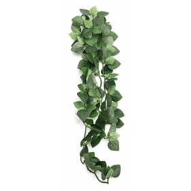 Planta pendente tropical 40cm para terrários