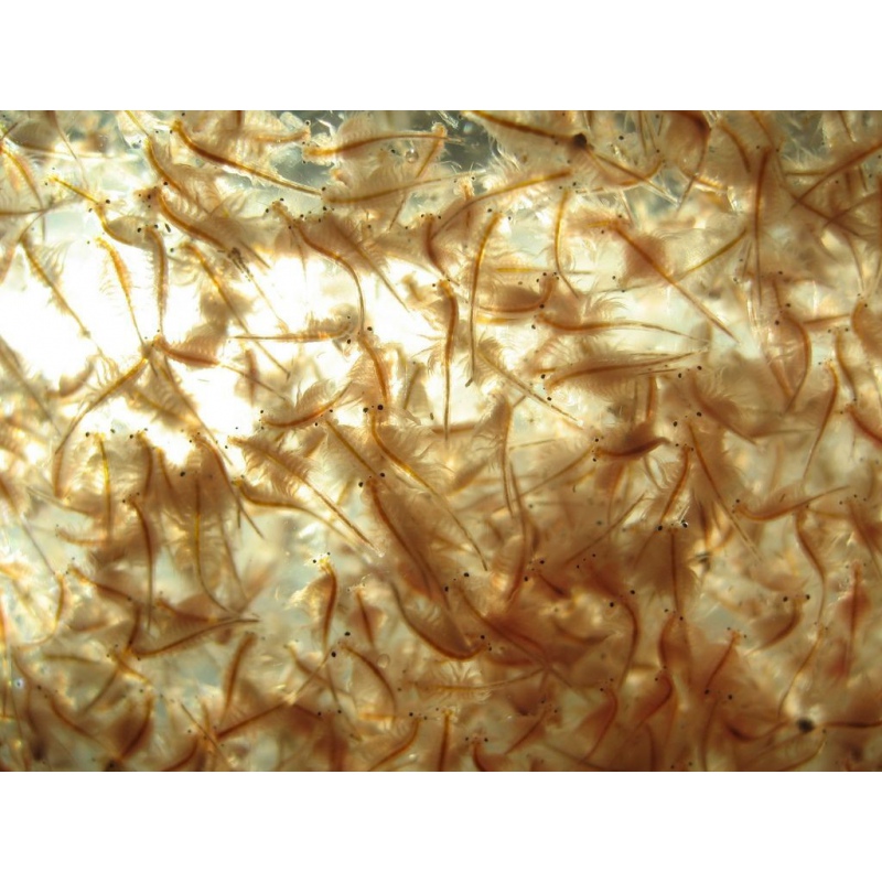 Ocean Nutrition Brine Shrimp Eggs 20g