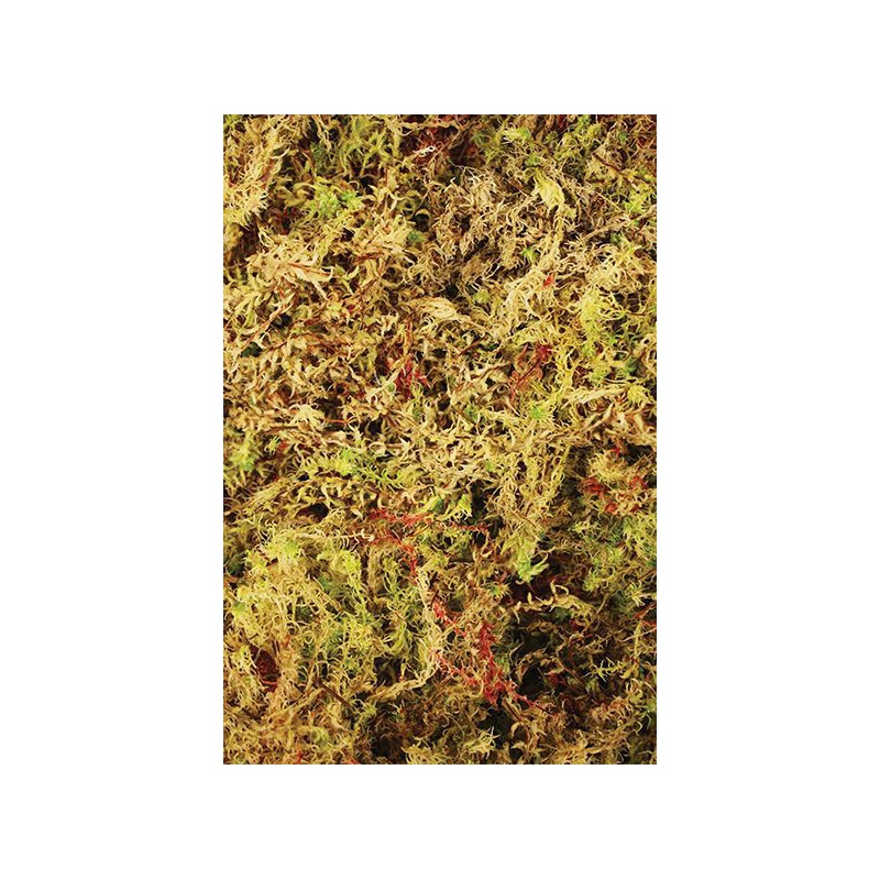 Komodo Habitat Moss 100g - Muschio Eco