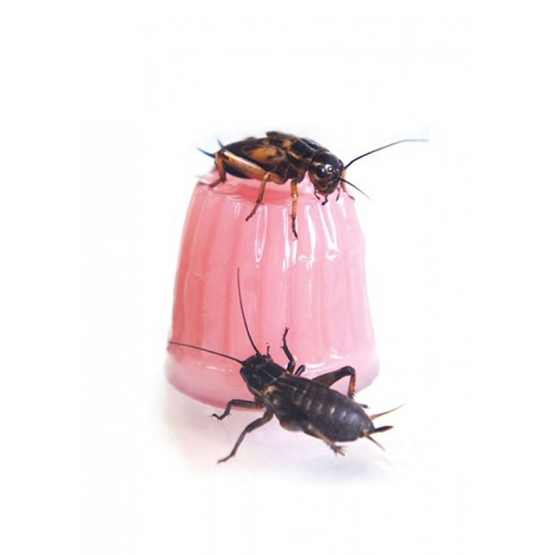 Komodo Jelly Pot - mistura de alimentos em gel