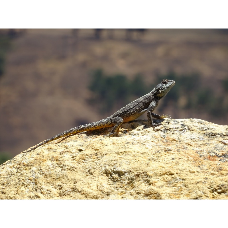 Caverna de pedra e argila Repti-Zoo