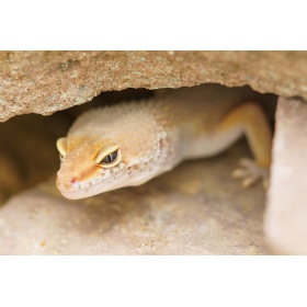 Cueva de piedra y arcilla Repti-Zoo