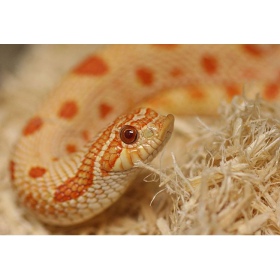 Aspen Snake Bedding 500g