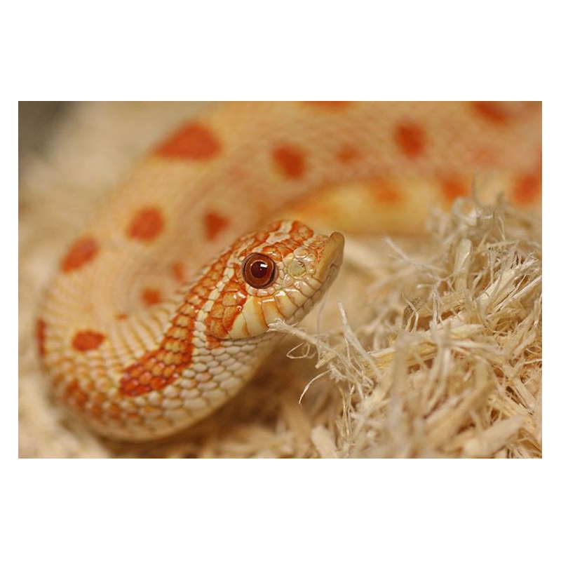 Repti-Zoo Aspen Snake Bedding 500 g - Naturmaterial