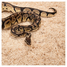 Aspen Snake Bedding 500g