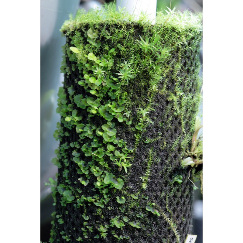 Plante de Forêt Tropicale en Coton 590x440mm