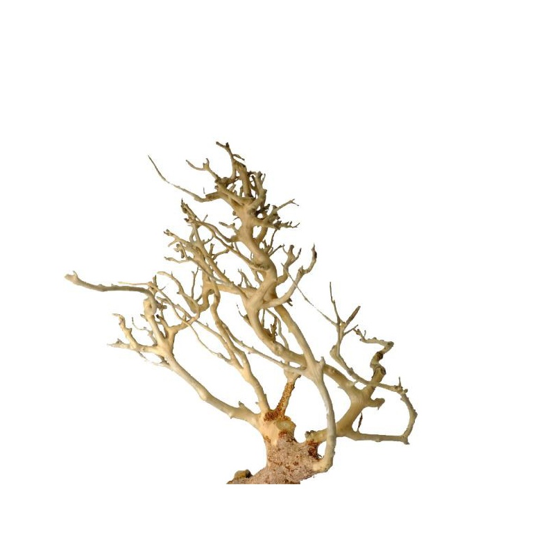 Decoratieve wortel Drift Wood