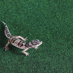 Komodo Reptile Carpet 60x50cm