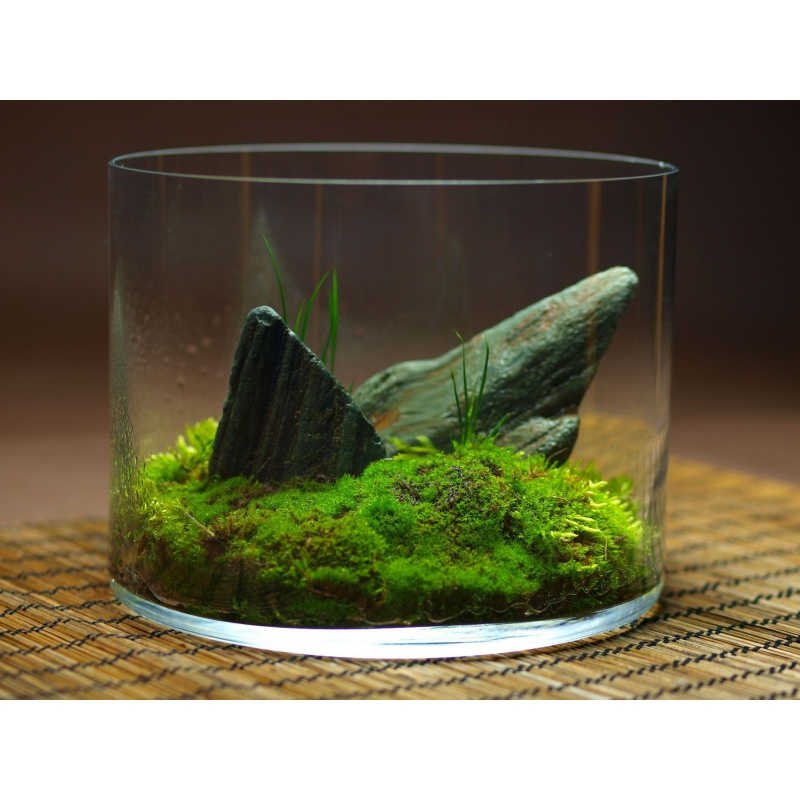 Silent Moss - Mech żywy porcja 9 x 6 cm 10g