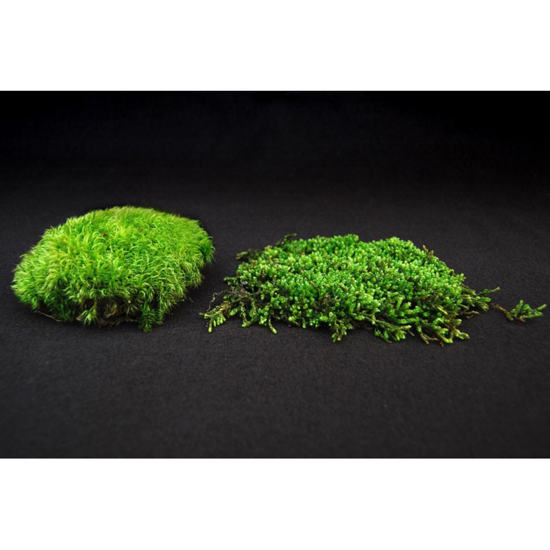 Silent Moss - Mech żywy porcja 9 x 6 cm 10g