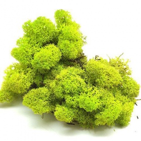 Light Green Secret Live Moss 5g