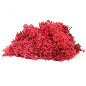 Secret Live Moss Blood Red - 5g