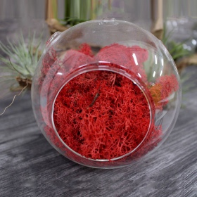 Secret Live Moss Blood Red - 5g