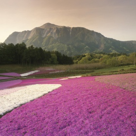 Elav sammal violetse lavendli värvuses