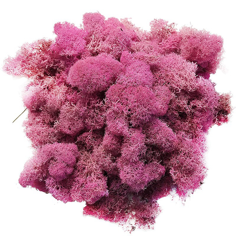 Secret Live Moss Colour Mix - 100g