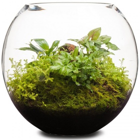 Aquabotanique Biogrund 6,2 l - ideales Substrat für Aquarien