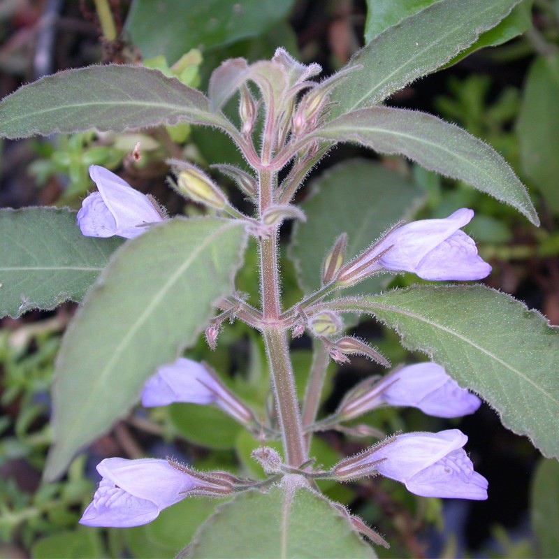 Roślina InVitro - Hygrophila Thailand