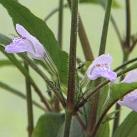 Roślina InVitro - Hygrophila Thailand