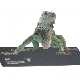 Tapis chauffant Terrario 20W