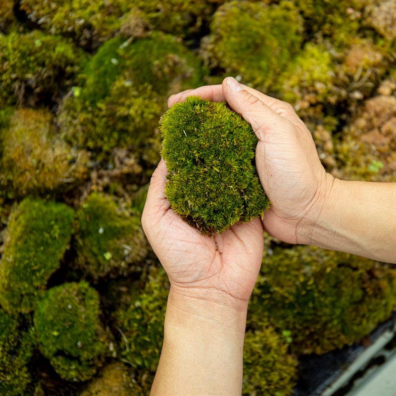 Natural Forest Moss - prawdziwy mech naturalna zieleń