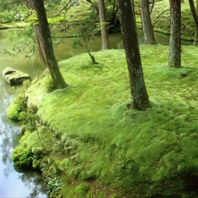 Musgo de bosque natural - verdadero musgo verde