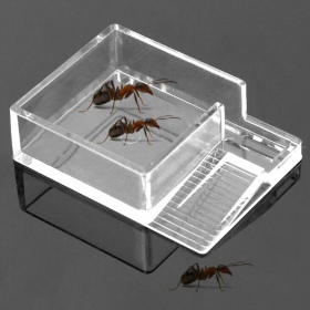 Ant Expert Ameisenfütterer für reine Futterstation