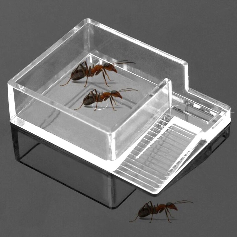 Nourrisseur Ant Expert pour fourmis