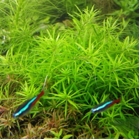 Limnophila Vietnam Mini v InVitro kelímku