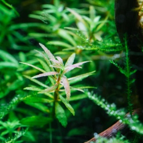 Limnophila Vietnam Mini en pequeño vaso