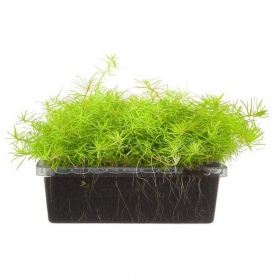 Limnophila Vietnam Mini растение