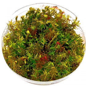 Rotala Wallichii en pequeño vaso