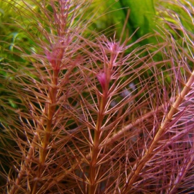 Rotala Wallichii en pequeño vaso