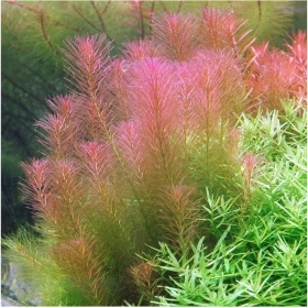 Rotala Wallichii in piccolo vaso