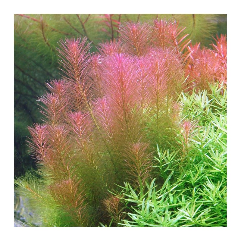 Rotala Wallichii in piccolo vaso