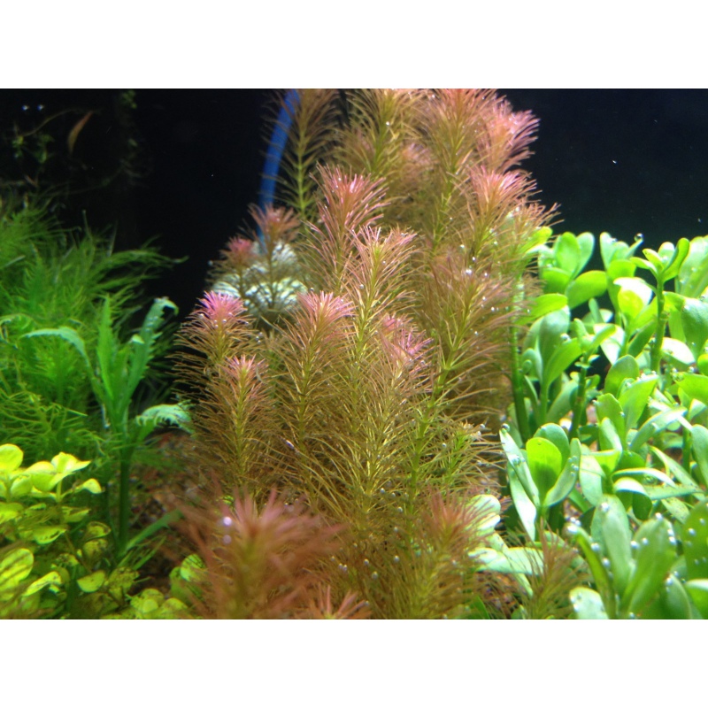 Rotala Wallichii en pequeño vaso