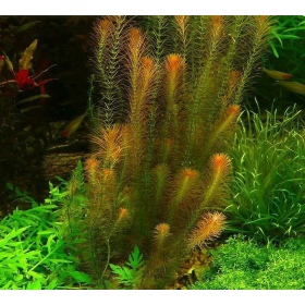 Rotala Wallichii InVitro pequeno copo