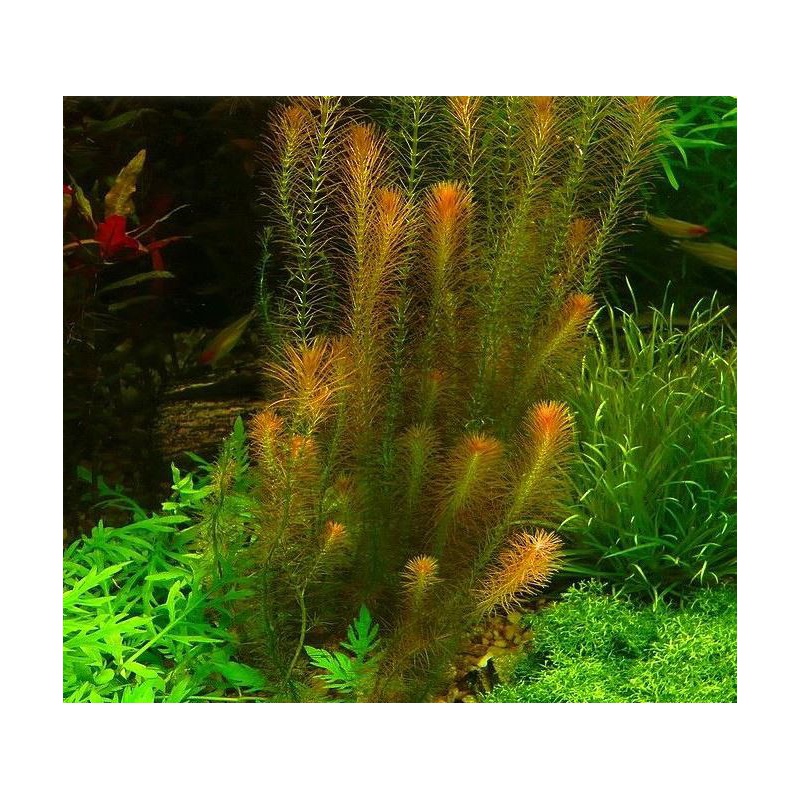 Rotala Wallichii InVitro pequeno copo